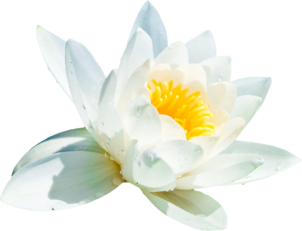 Цветы на белом фоне