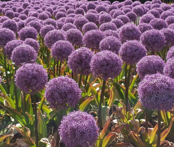 Аллиум Кристофер