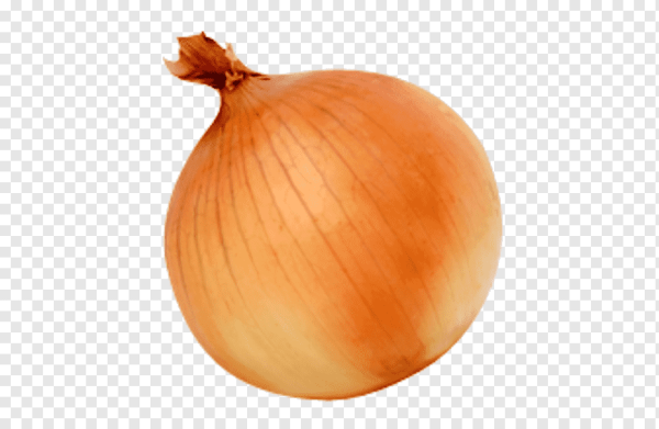 Лук репчатый без фона