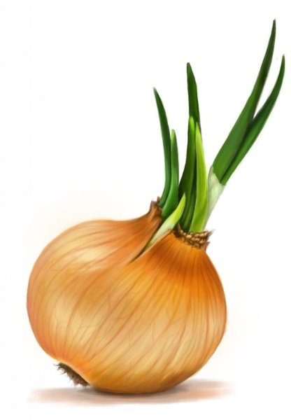 Лук овощ