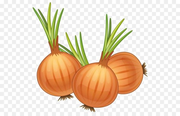 Лук репчатый для детского сада