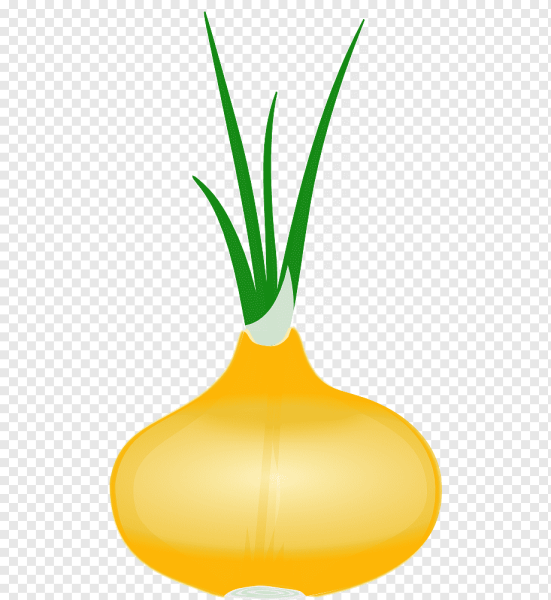 Луковица для детского сада