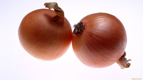Лук репчатый без фона