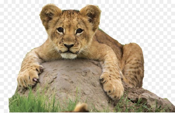 Львенок без фона