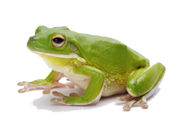 Зеленая лягушка на белом фоне