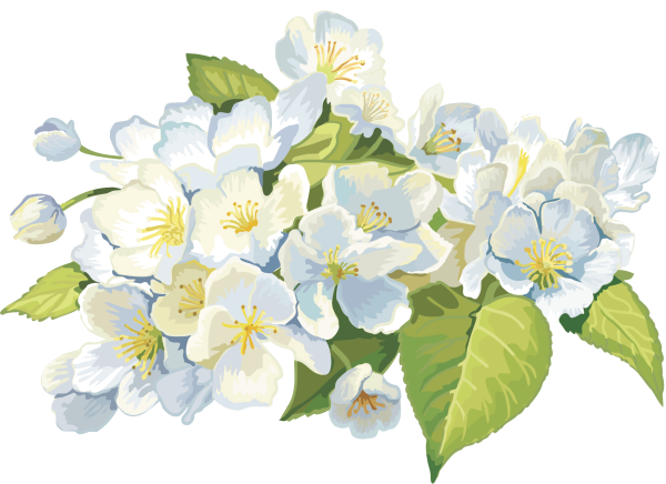 Ветка яблони в цвету вектор