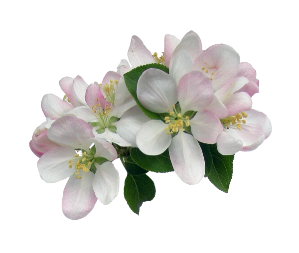 Яблони в цвету