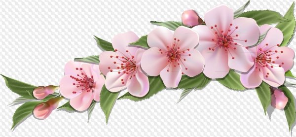 Яблоневый цвет клипарт на прозрачном фоне