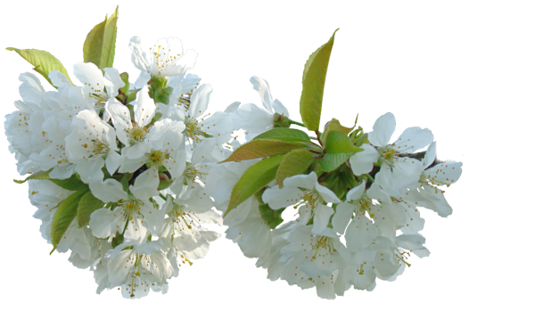 Цветущая яблоня