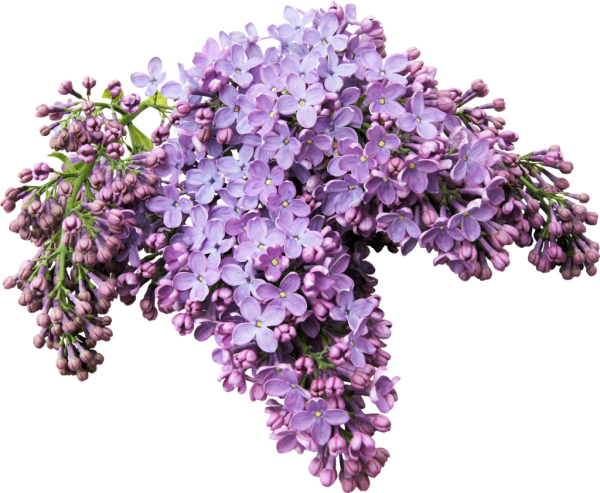 Сирень на прозрачном фоне