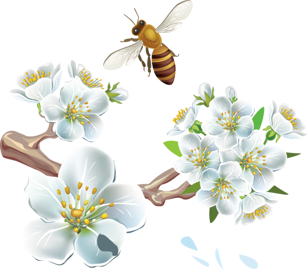 Весенний клипарт на прозрачном фоне