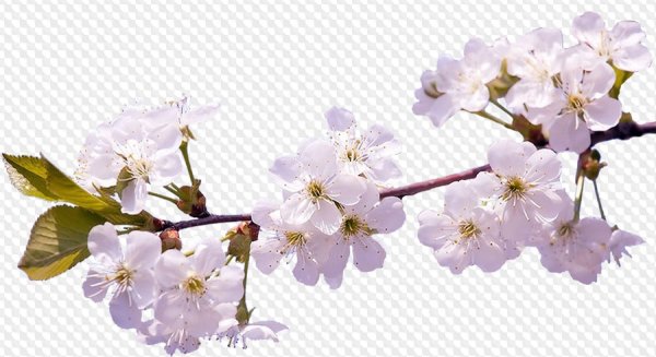 Цветущая ветка на прозрачном фоне