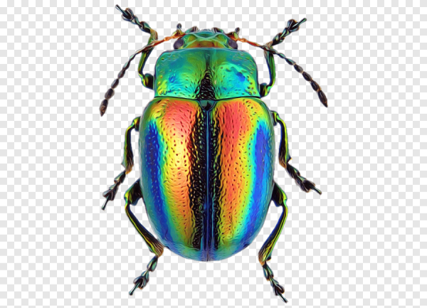 Жук на прозрачном фоне