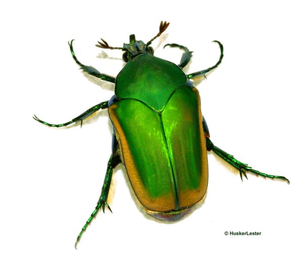 Хрущ на белом фоне