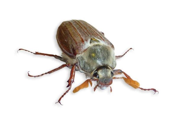 Майский Жук ареал