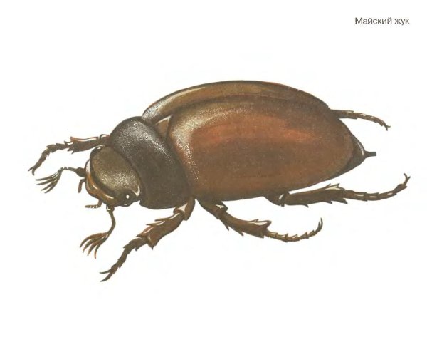 Жук хрущ для детей
