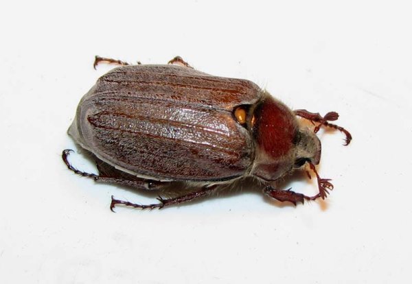 Самка майского жука