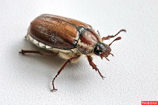 Майский хрущ на белом фоне