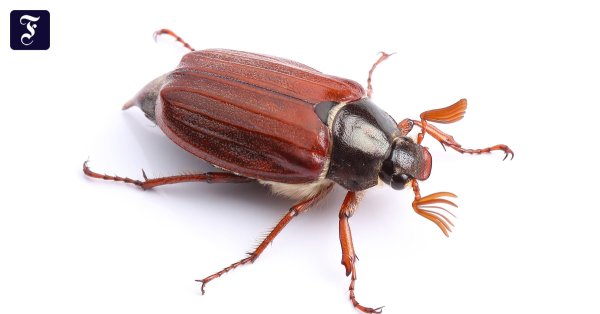 Майский хрущ на белом фоне