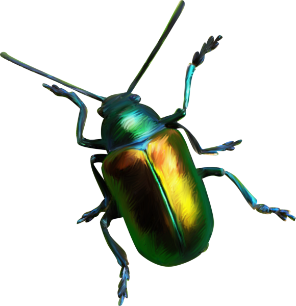 Жук без фона