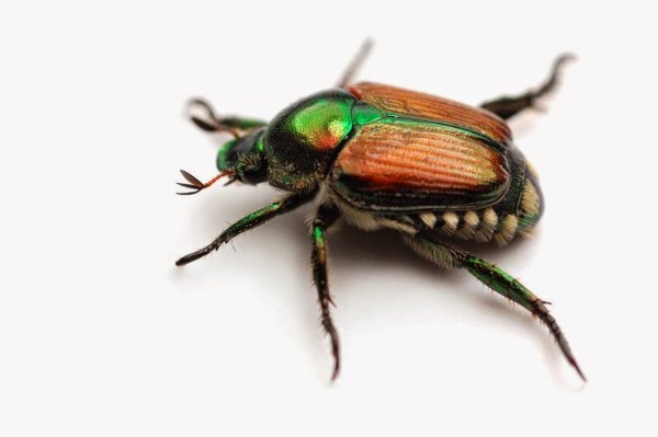 Японский Майский Жук