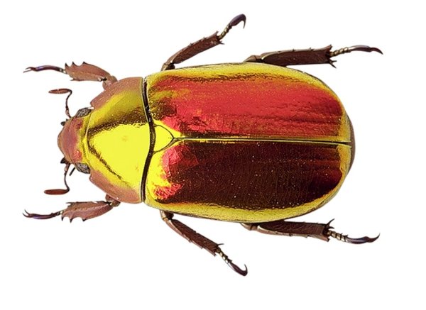 Жук для фотошопа