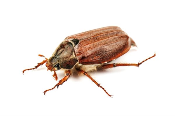 Майский хрущ на прозрачном фоне