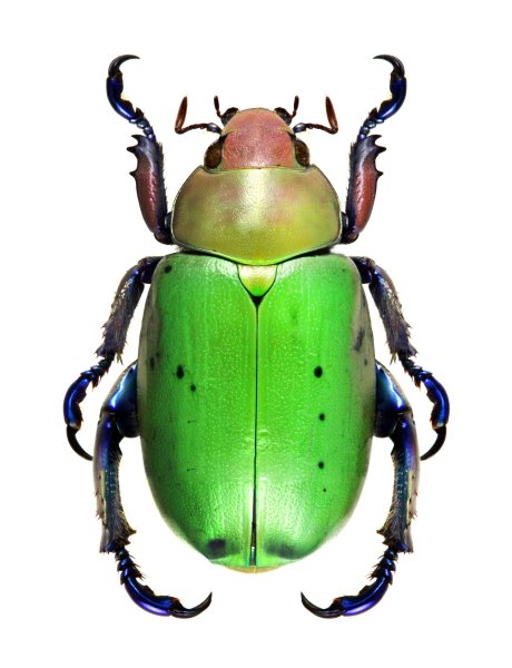 Майский Жук