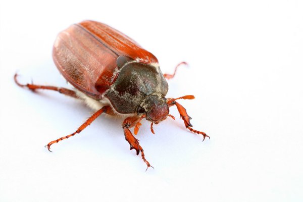 Жук хрущ для детей