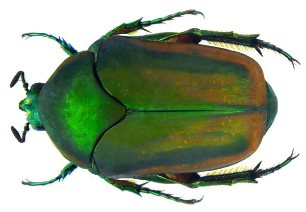 Майский Жук на белом фоне