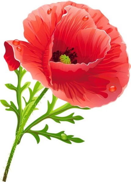 Маки на белом фоне