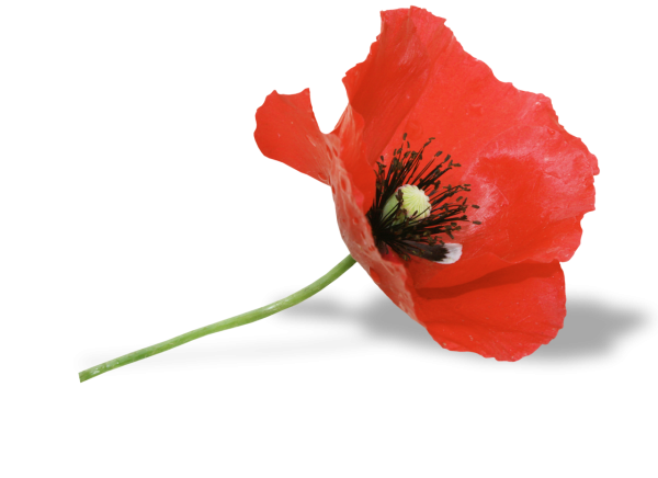 Мак на белом фоне