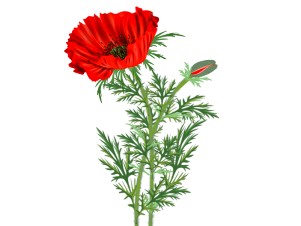 Картинка Мак на прозрачном фоне