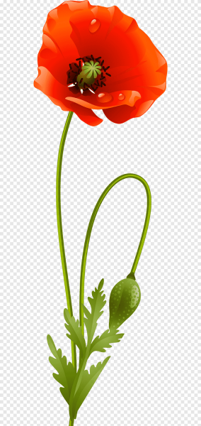 Мак на стебле