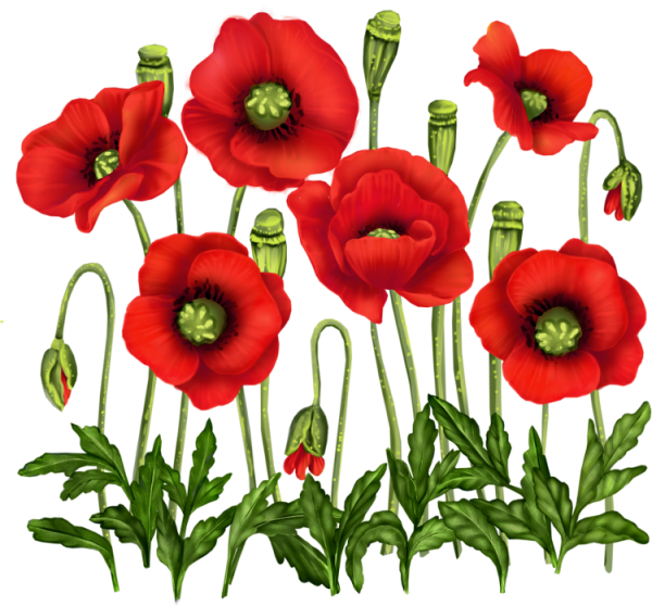 Мак рисунок