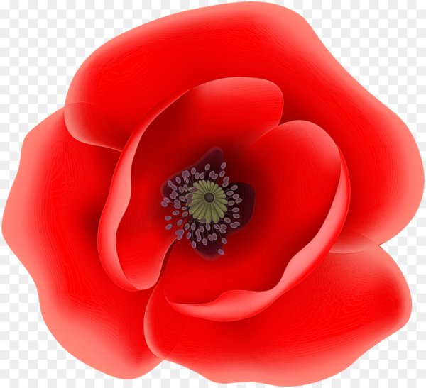 Цветок без стебля