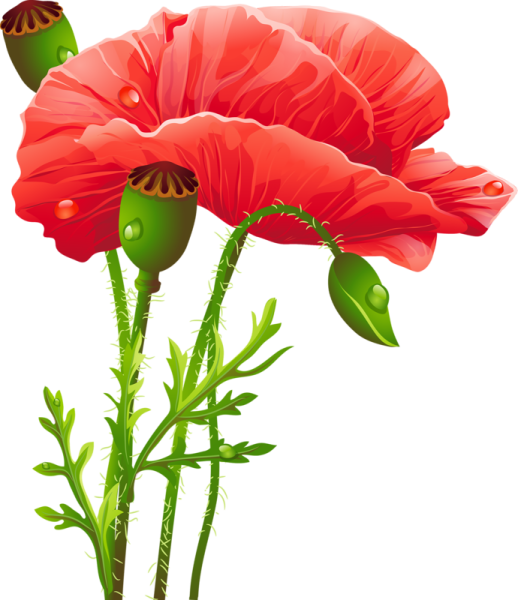 Мауи на белом фоне