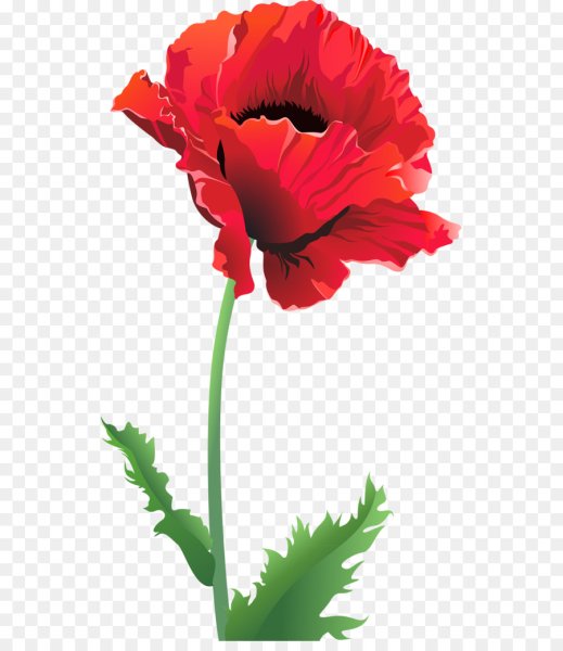 Цветок Мак для детей