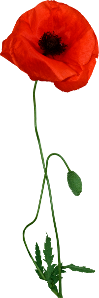 Стебель мака