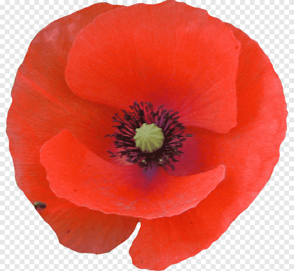 Мак цветок на прозрачном фоне
