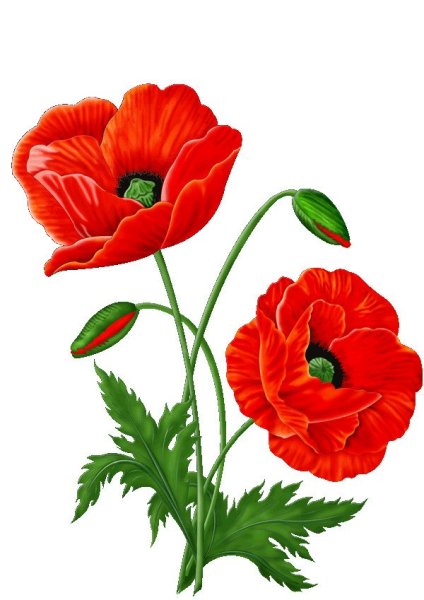 Мак растение