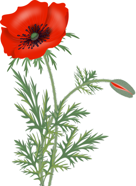 Мак рисунок