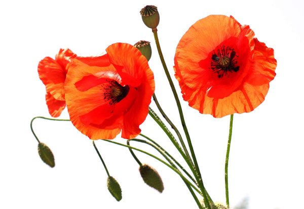 Мак на белом фоне