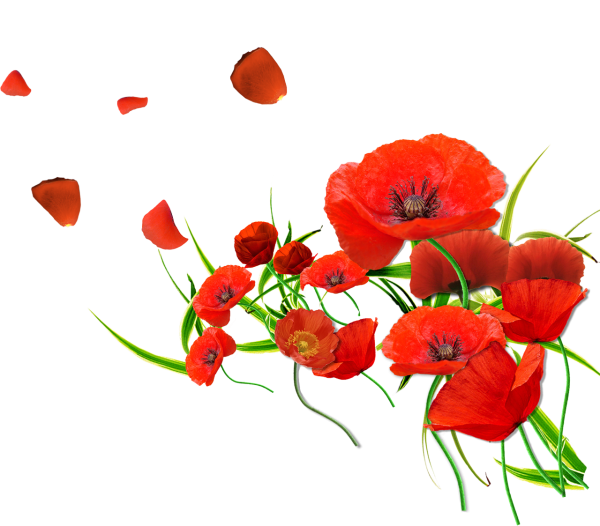 Маки на белом фоне