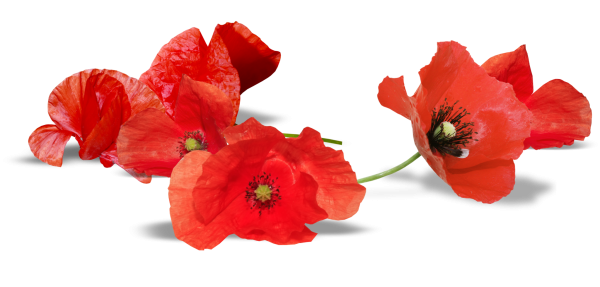 Красный цветок