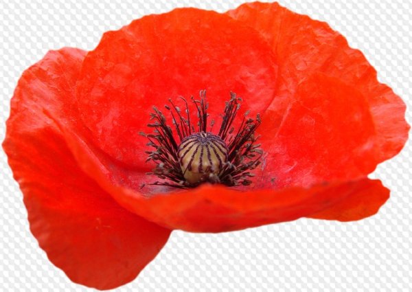 Мак цветок на белом фоне