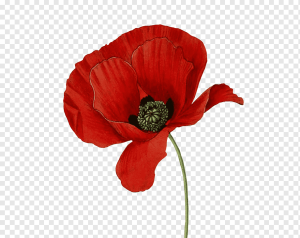 Мак для дошкольников