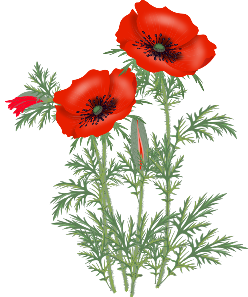 Мак на белом фоне