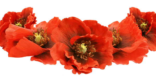 Маки на прозрачном фоне