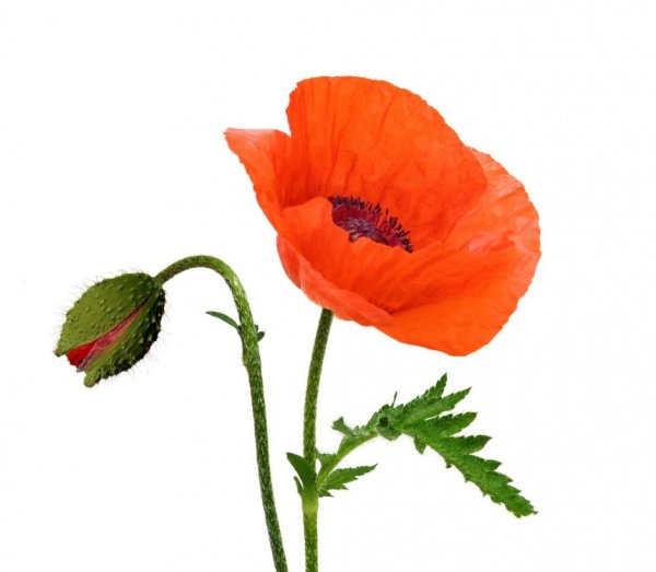 Мак на белом фоне